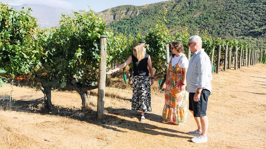 Boutique Winery Half-Day Tour & Vineyard Platter-Style Lunch - Key things to know before booking