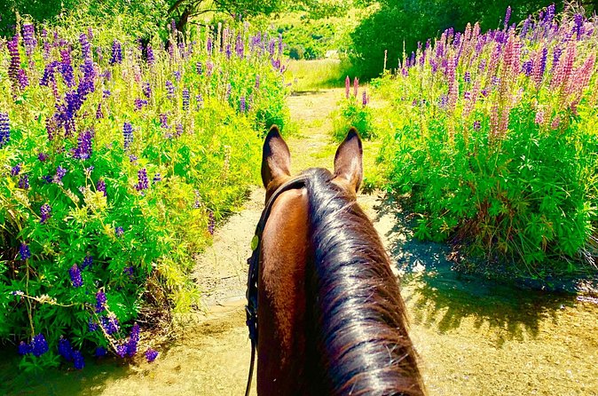 Cardrona High Country Pub Trail Horse Trek (Intermediate level+) - Guides, instruction, and group size