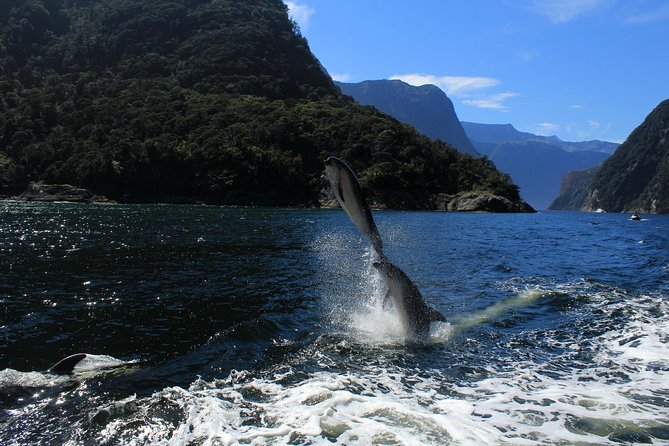 Cruise Milford NZ Small Boutique Cruise Experience - Live commentary from the skipper