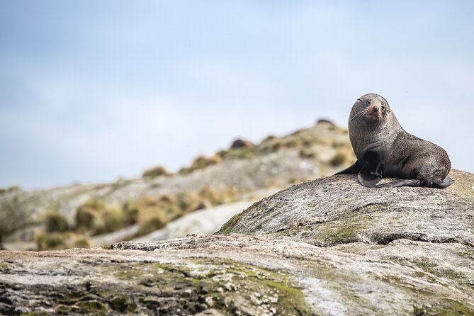Doubtful Sound Wilderness Cruise from Queenstown - Price, food, and overall value
