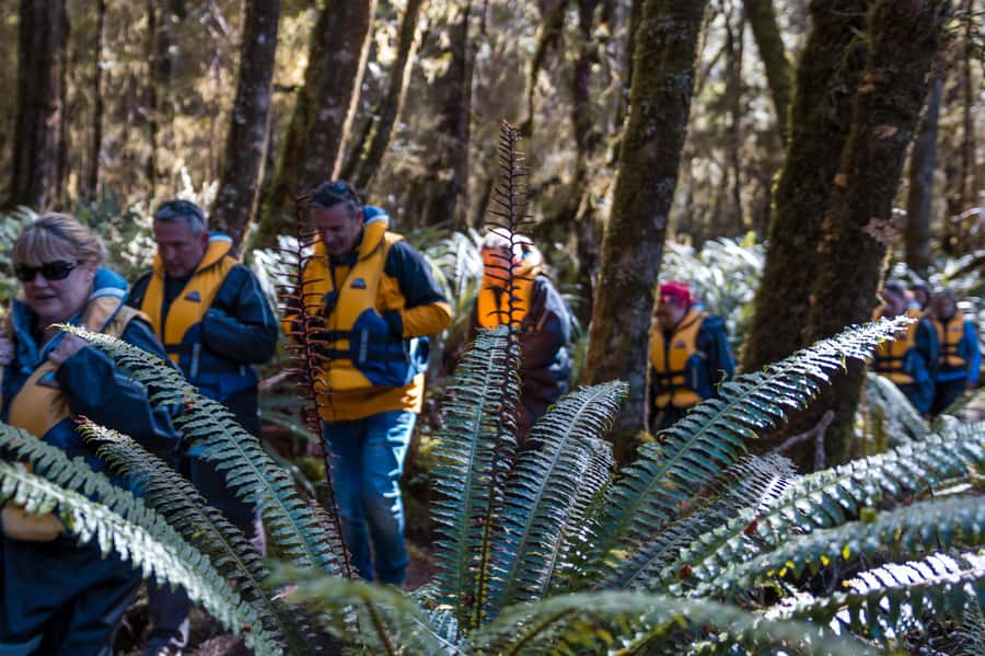Fiordland: Jet Boat & Nature Walk Experience from Te Anau - Is $116 a fair price?