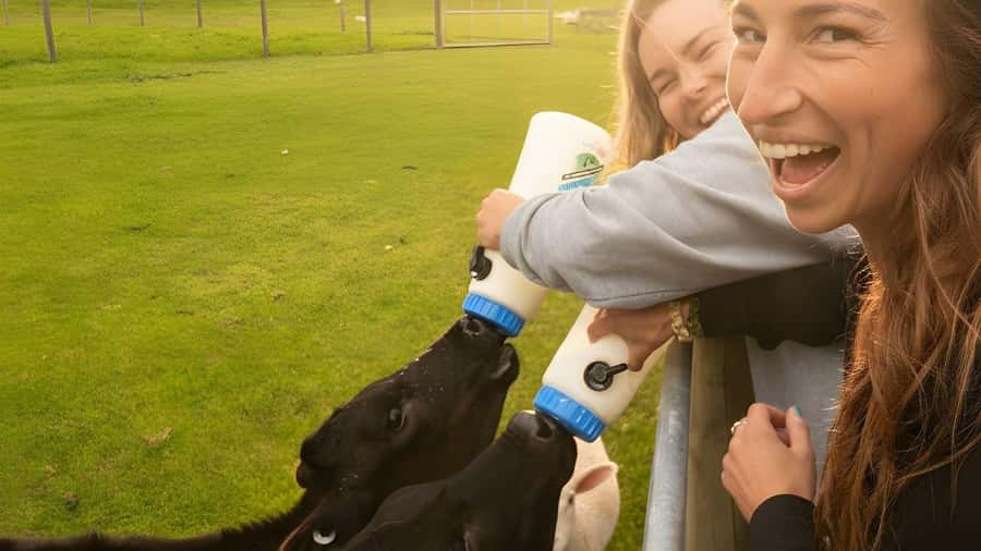 From Queenstown: Coach, Farm Tour & Milford Nature Cruise - Key points to know before booking