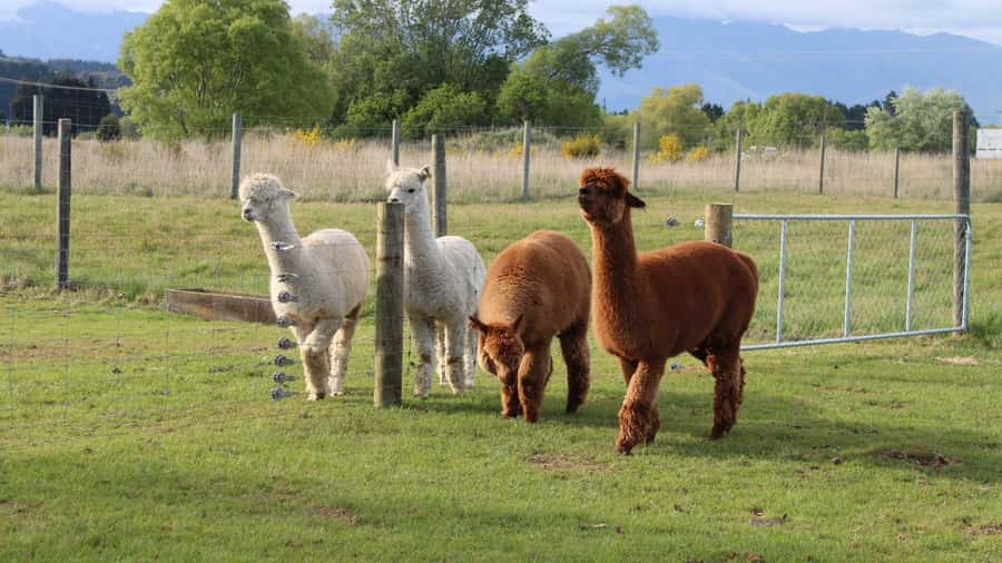 From Queenstown: Coach, Farm Tour & Milford Nature Cruise - What the $218 price really covers