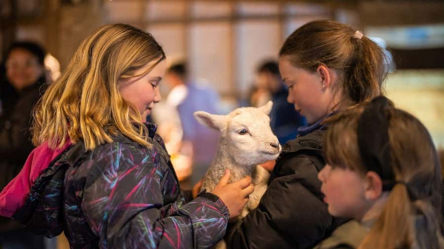 From Queenstown: Coach, Farm Tour & Milford Nature Cruise - Should you book it?
