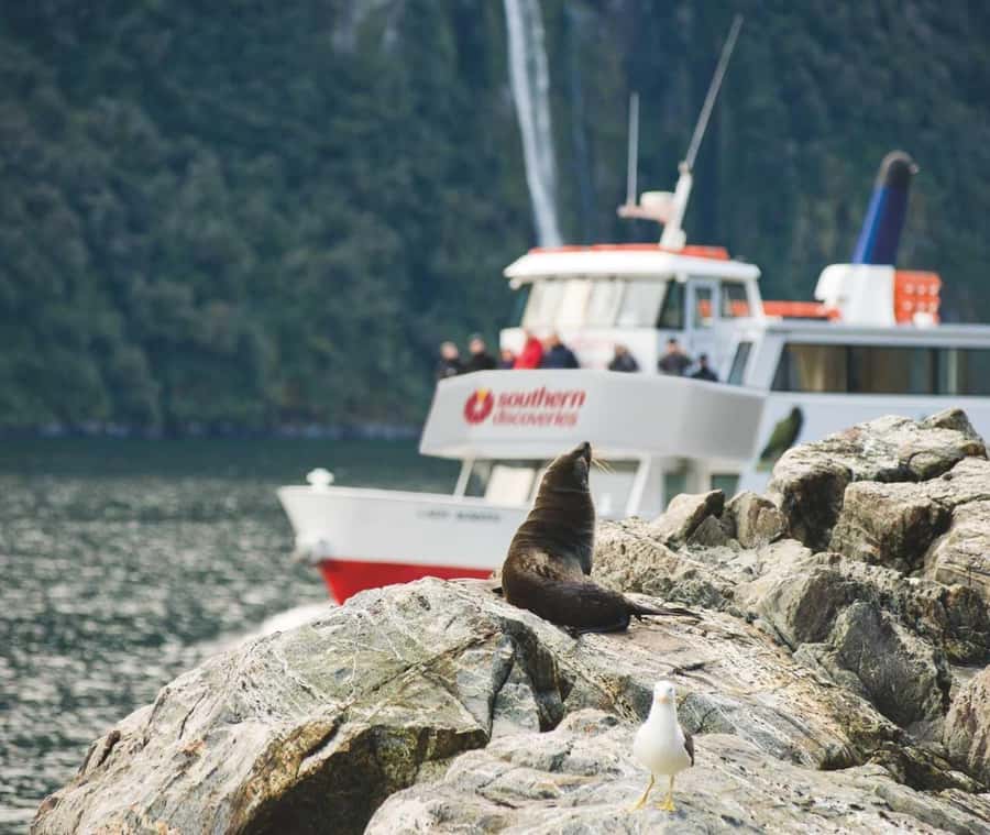 From Queenstown: Milford Sound Discover More Longest Cruise - Key points to know before booking