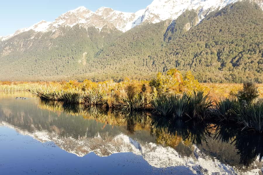 From Queenstown: Milford Sound Premium Day Tour and Cruise - The 1.75-hour Milford Sound cruise