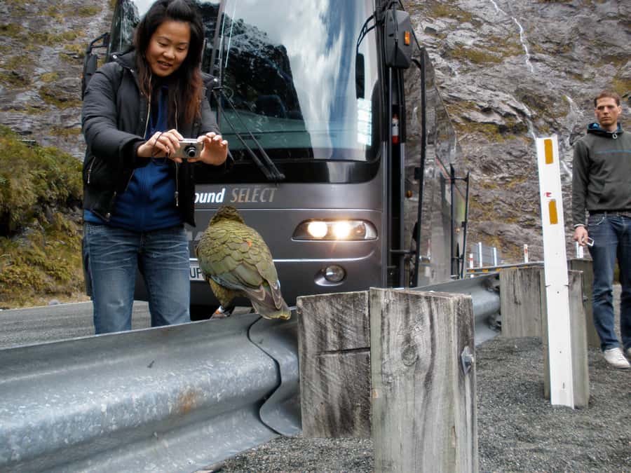 From Queenstown: Milford Sound Premium Day Tour and Cruise - The return to Queenstown