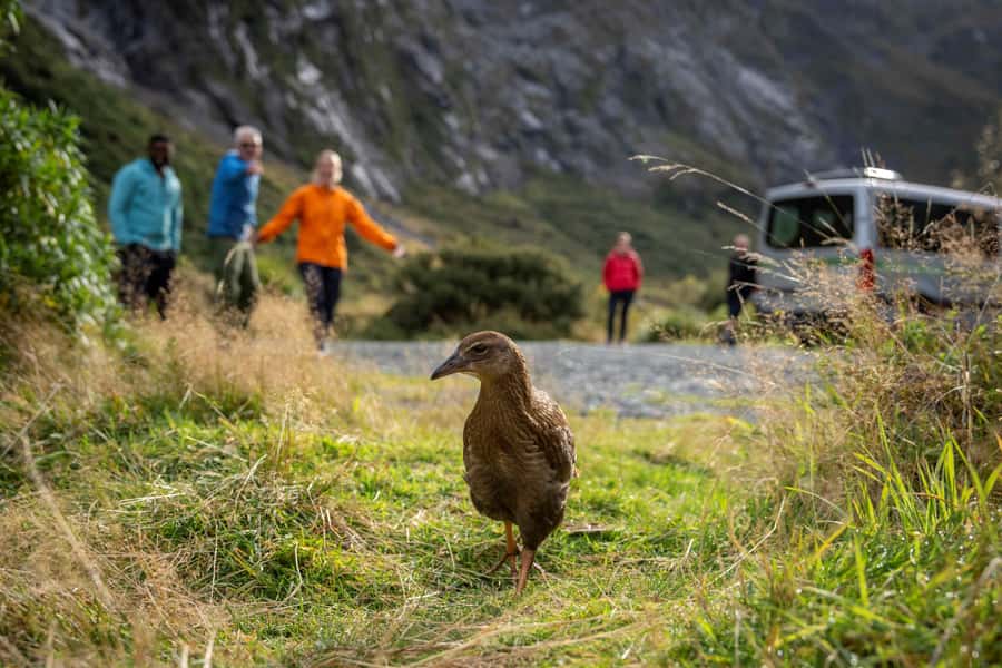 From Te Anau: Milford Sound Coach, Cruise, and Walks - Short walks through Fiordland forest