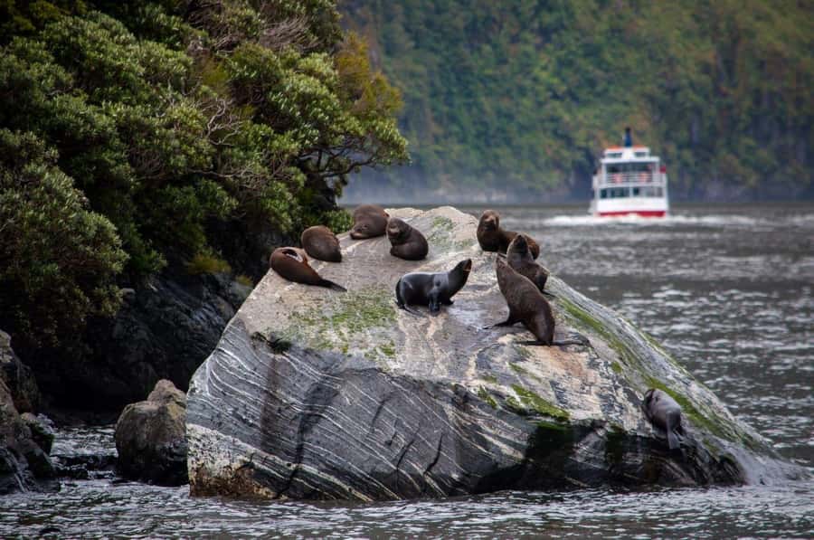 From Te Anau: Milford Sound Small-Group Tour Including Lunch - Hollyford River, Falls Creek, and the Darran Mountains