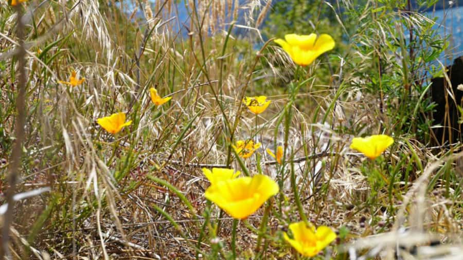 From Wanaka: Ruby Island 1-Hour Cruise and Photo Walk - Photo opportunities without a long hike
