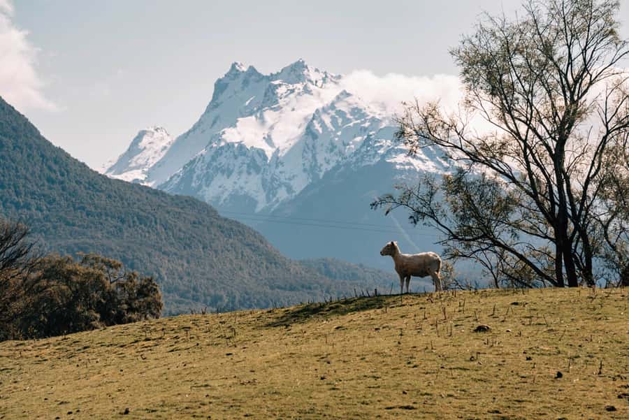 Glenorchy: 4WD Lord Of the Rings Half-Day Tour - Weather, group size, and comfort