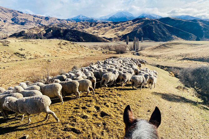 Gold Discovery Trail Horse Trek Cardrona - Most popular! - Local stories from Phoebe, Val, and the horses