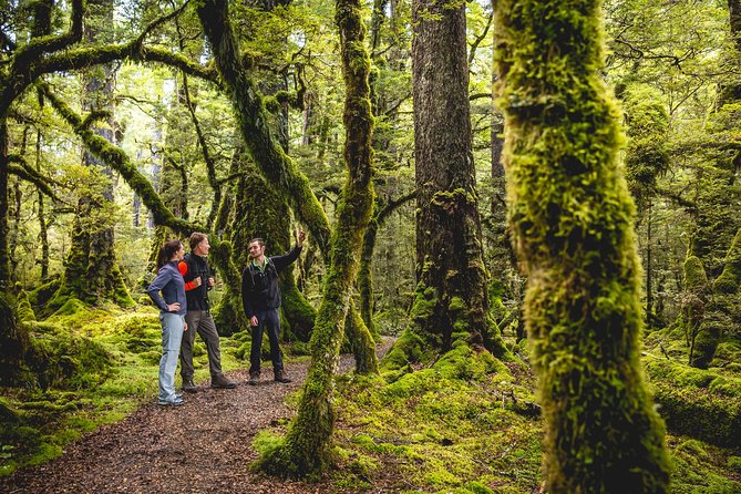 Guided Kepler Track Heli Hike - Native beech forest and limestone bluffs