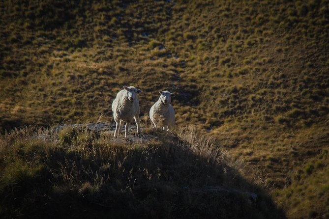 Half Day Queenstown & Beyond Private Scenic Photography Tour - What Martin teaches in the field