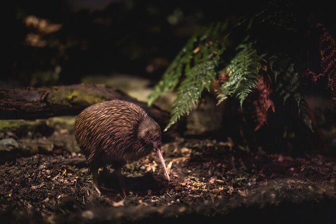 Kiwi Park Queenstown Admission - Key points before you go