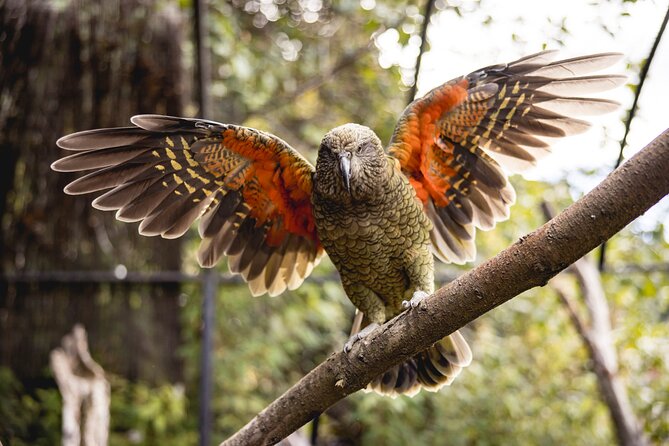 Kiwi Park Queenstown Admission - Kiwi Park’s small size works in its favor