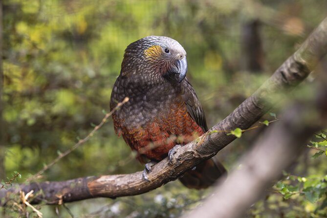 Kiwi Park Queenstown Admission - Conservation is the reason the price matters
