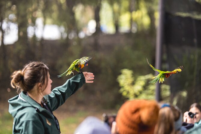 Kiwi Park Queenstown Admission - A practical two-hour plan