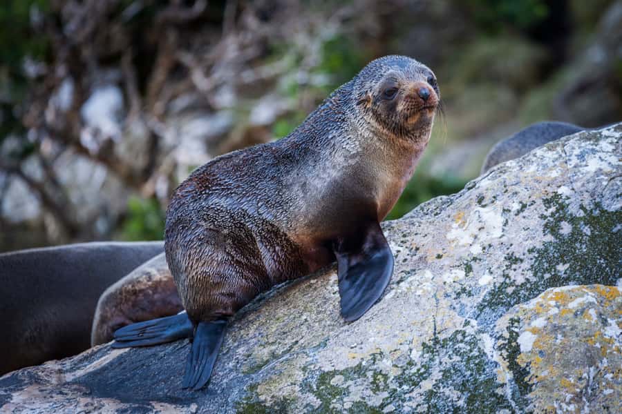Milford Sound: 2-Hour Small Boat Scenic Cruise - Key points to know before you book
