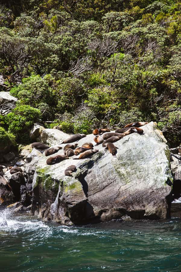 Milford Sound: 2-Hour Small Boat Scenic Cruise - The Tasman Sea section and seasickness