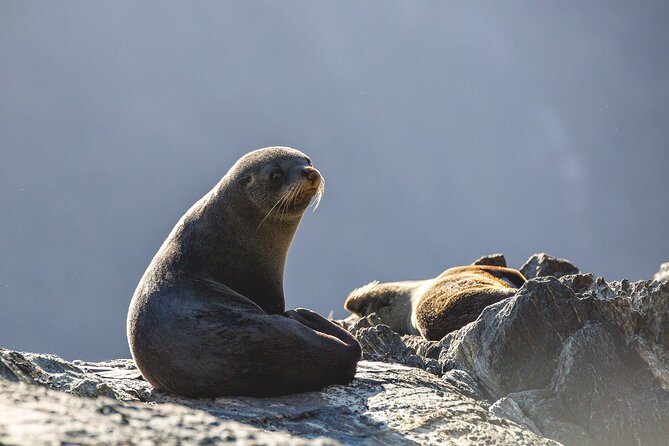 Milford Sound Cruise - RealNZ - Who will enjoy this RealNZ cruise most?