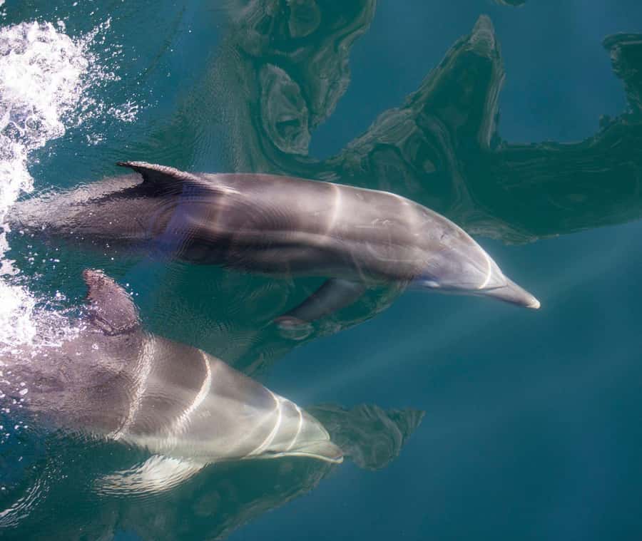 Milford Sound: Discover More on Our Longest Cruise - What the 135-minute route gives you