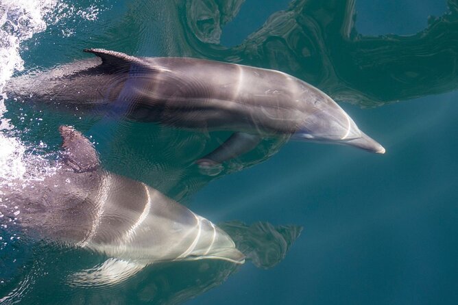 Milford Sound Extended Cruise with Southern Discoveries - Finding your best spot on the boat