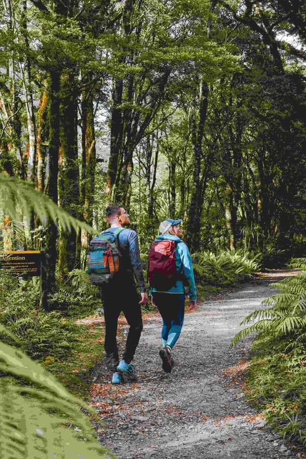 Milford Sound: Nature Cruise & Milford Track Walk - Key points to know before booking