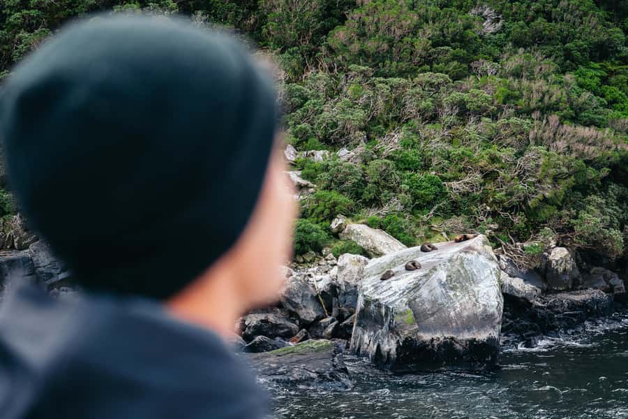 Milford Sound: Waterfalls, Wildlife, and Rainforest Cruise - Access details worth knowing