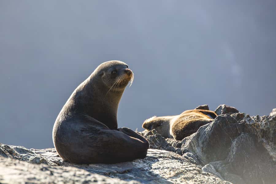 Milford Sound: Wildlife & Nature Cruises - Food, drinks, and onboard comfort