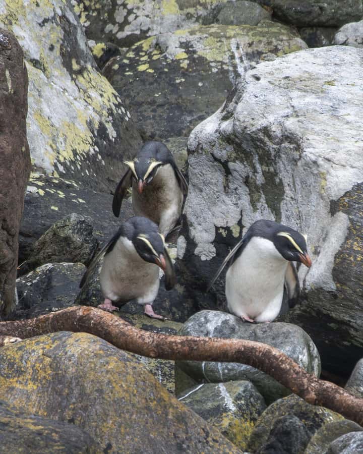 Milford Sound: Wildlife & Nature Cruises - Timing your arrival at the terminal