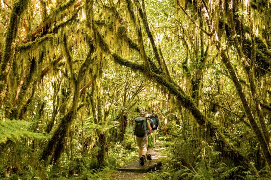 Milford Track: Full Day Guided Hike and Nature Cruise - Walking beside the Arthur River toward Lake Ada