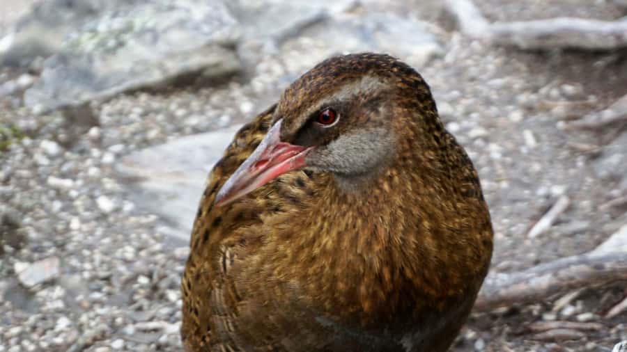 Mou Waho Island: 3-Hour Cruise and Guided Nature Walk - Who should choose this island outing?