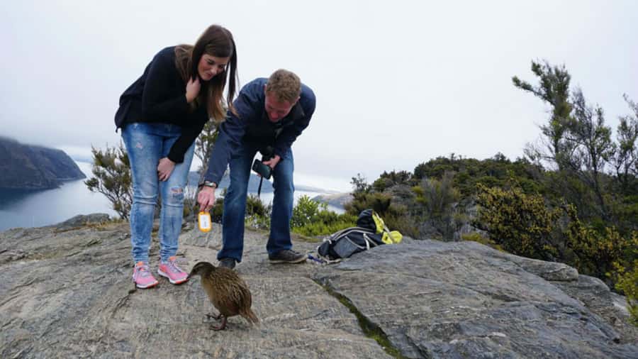 Mou Waho Island: 3-Hour Cruise and Guided Nature Walk - Why Mou Waho Island is different from an ordinary lake cruise