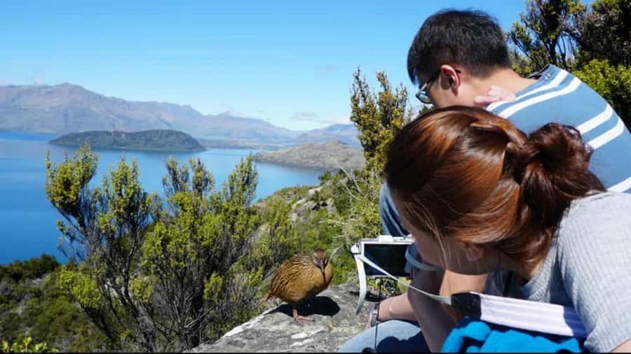 Mou Waho Island: 3-Hour Cruise and Guided Nature Walk - The 30-minute cruise across Lake Wanaka