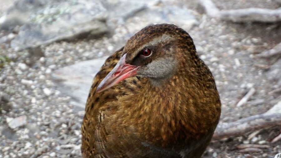 Mou Waho Island: 3-Hour Cruise and Guided Nature Walk - Landing on a Department of Conservation reserve