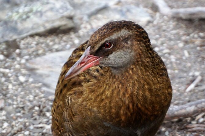 Mou Waho Island Cruise & Self-Guided Nature Walk - Why Mou Waho Island is worth your morning