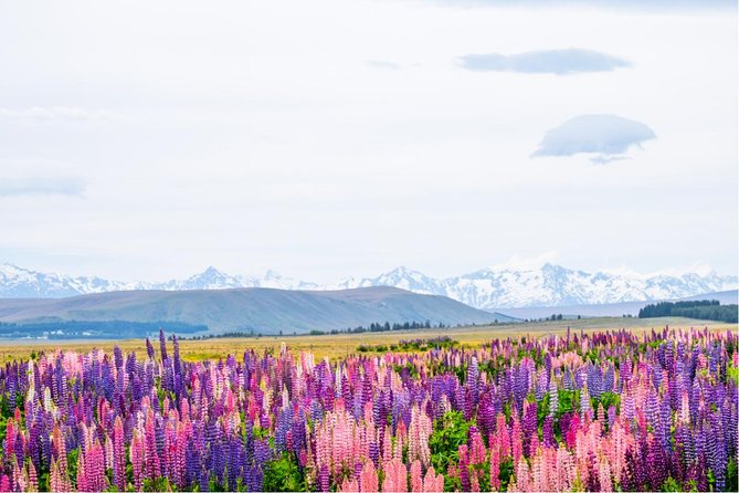 Mount Cook Day Tour from Queenstown - Geraldine and the Long Run Toward Christchurch