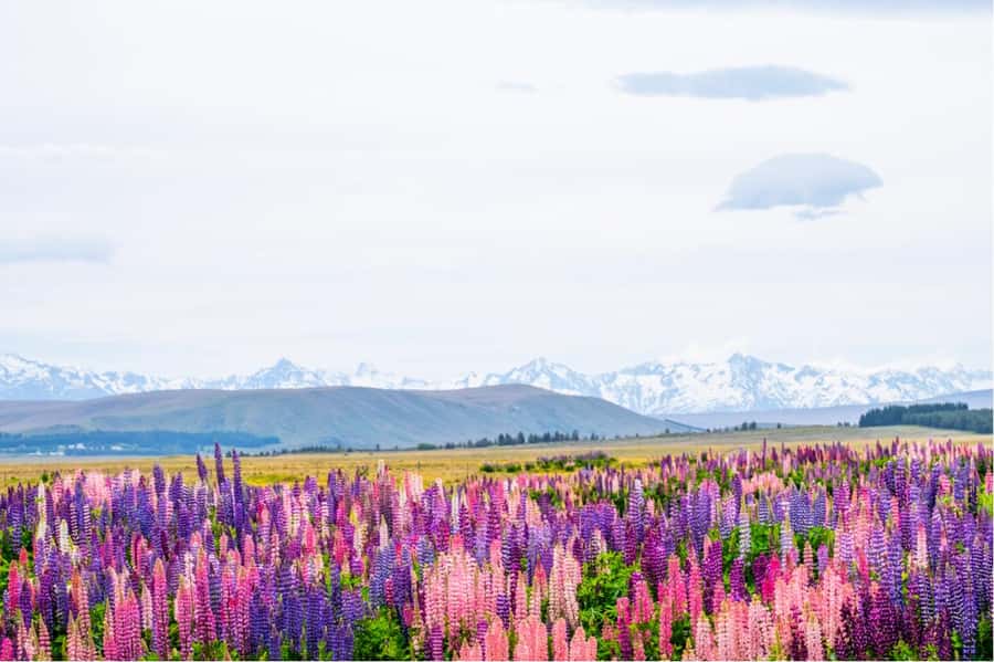 Mount Cook Full-Day Tour: Queenstown to Christchurch - Omarama gives you a useful first pause