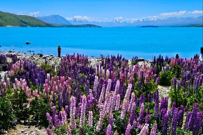 Mt. Cook Private Day Trip From Queenstown with Lake Tekapo - Fresh salmon at High Country Salmon