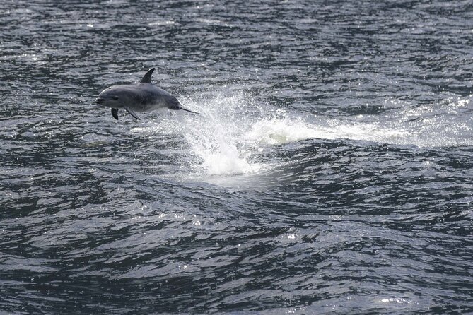 Premium Milford Sound Cruise Including Lunch - What the $185.55 price buys you