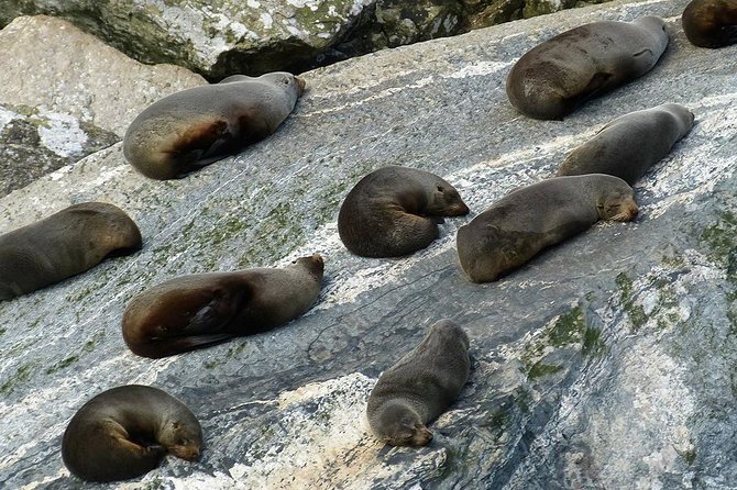 Premium Milford Sound Small Group Tour & Cruise from Queenstown - Comfort, group size, and the long road