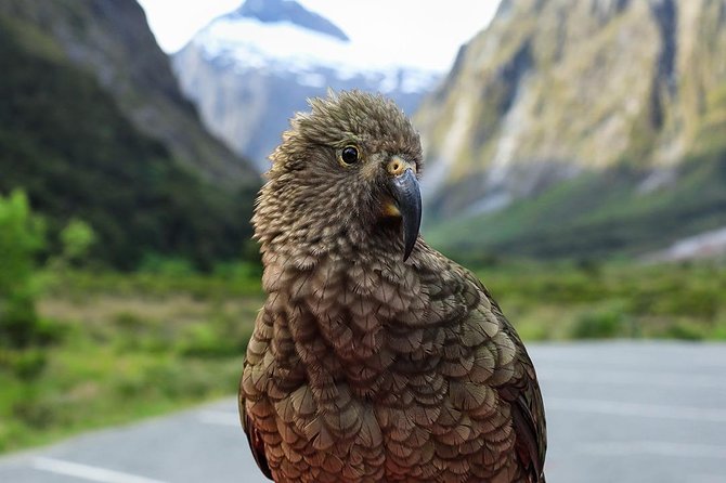 Premium Milford Sound Tour, Cruise & Lunch from Te Anau - Pops View and the Darran Mountains