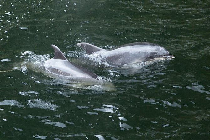 Premium Milford Sound Tour, Cruise & Lunch from Te Anau - Lunch, comfort, and the practical side of the day
