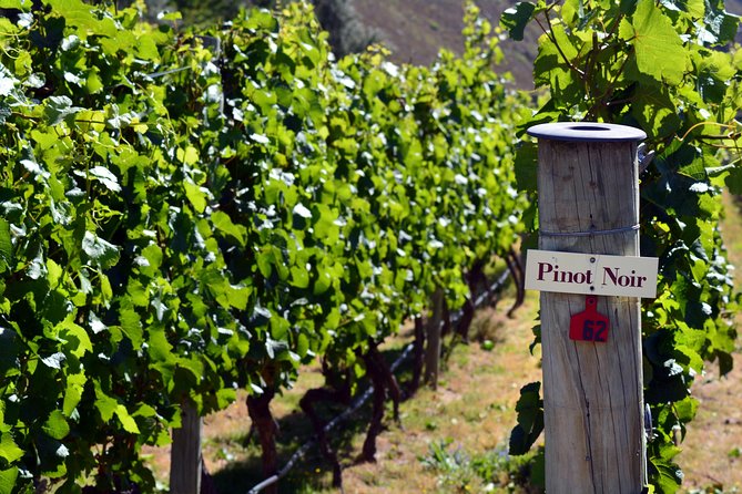 Queenstown Afternoon Wine Tour - Peregrine | Kinross | Amisfield - What you actually taste and learn