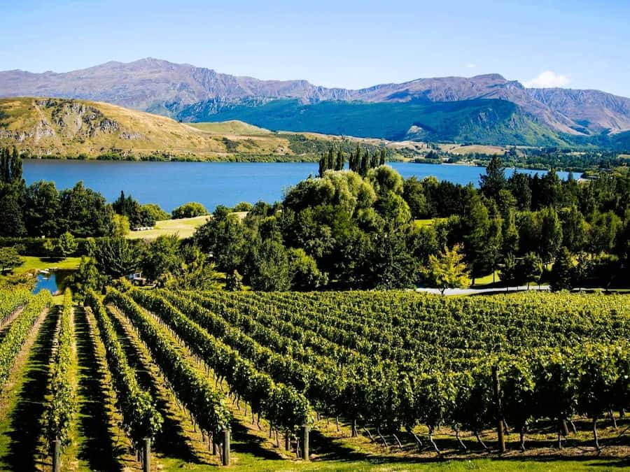 Queenstown, Arrowtown, Gibbston: Flexible Wine Hopper Tours - The Church and Gibbston Tavern