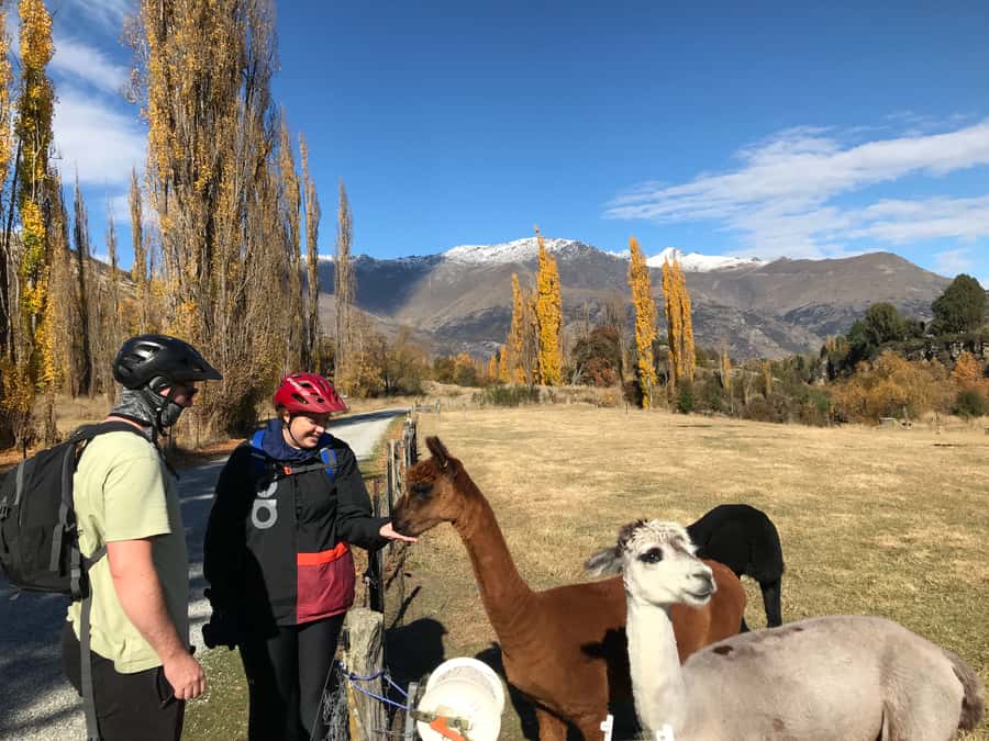 Queenstown: Guided E-Bike Tour with Winery Visits & Tastings - Starting in Frankton and getting set up