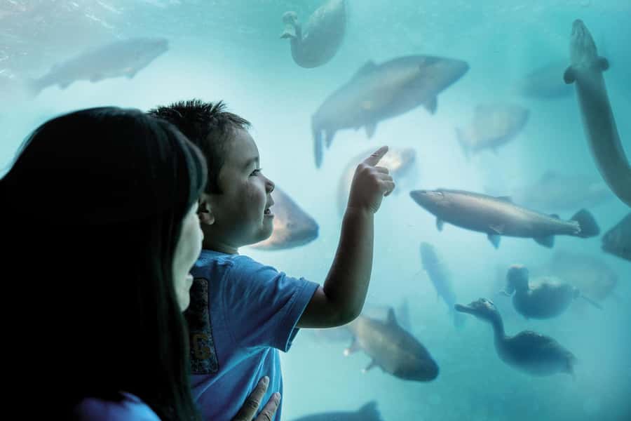 Queenstown: Hidden Underwater Theatre Experience - Key things to know before you go