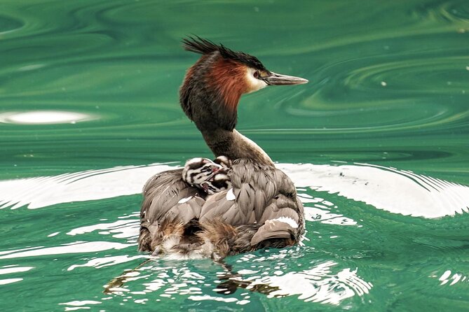Queenstown: Lake Wakatipu Scenic Cruise (90 Minutes) - Willow islands, birdlife, and the Kawarau Falls Dam