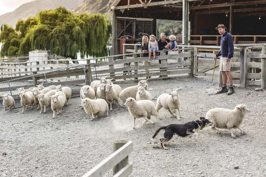 Queenstown: Queenstown Lake Cruise and Walter Peak Farm Tour - Sheep shearing and the working-dog display